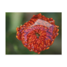 Flor de laranja com piscina