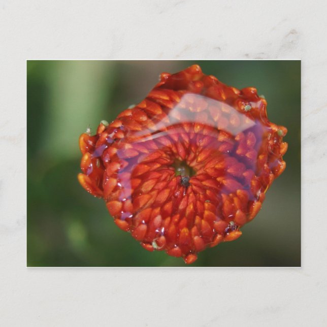 Cartão Postal Flor de laranja com piscina (Frente)