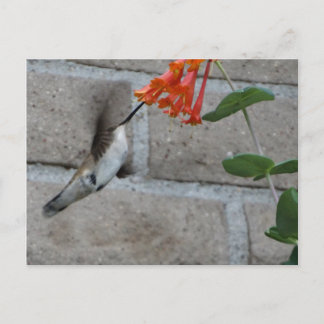 Cartão Postal Flor de laranja Hummingbird
