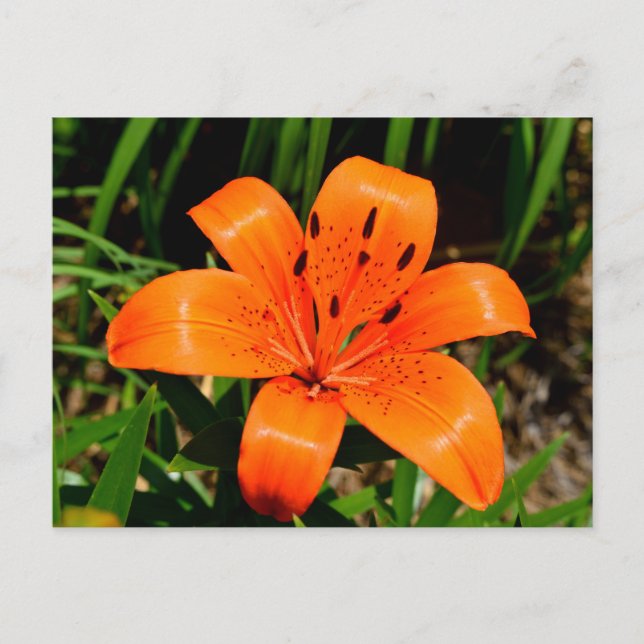Cartão Postal Flor de Lily Asiática, laranja-vibrante (Frente)