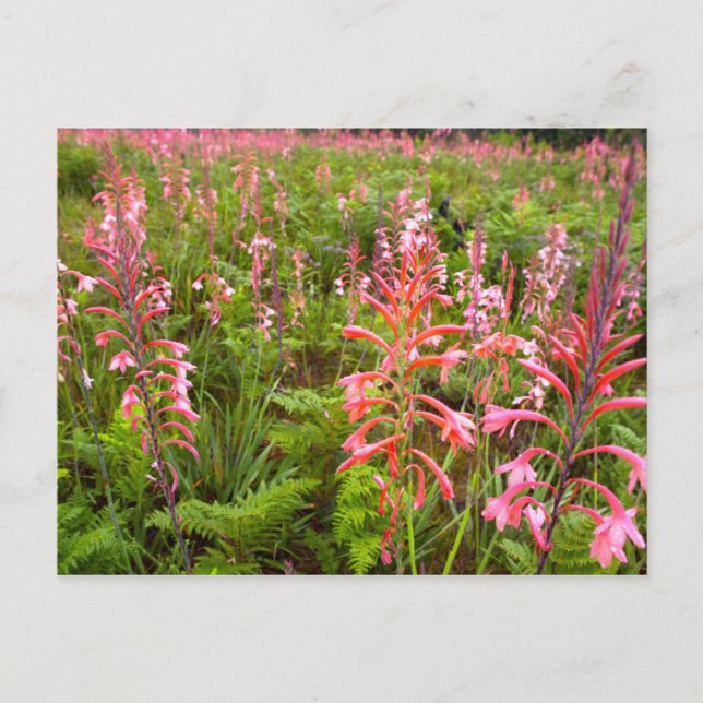 Cartão Postal Flor de Lírio Bugle (Watsonia), Cabo Oriental (Frente)