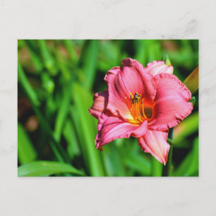 Cartão Postal Flor de lírio do dia vibrante