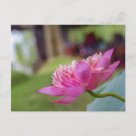 Cartão Postal Flor de Lótus