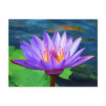 Flor de Lotus