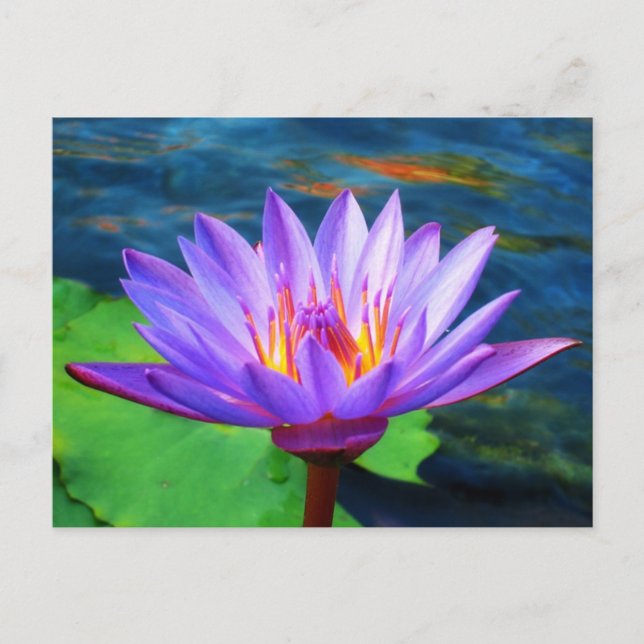 Cartão Postal Flor de Lotus (Frente)