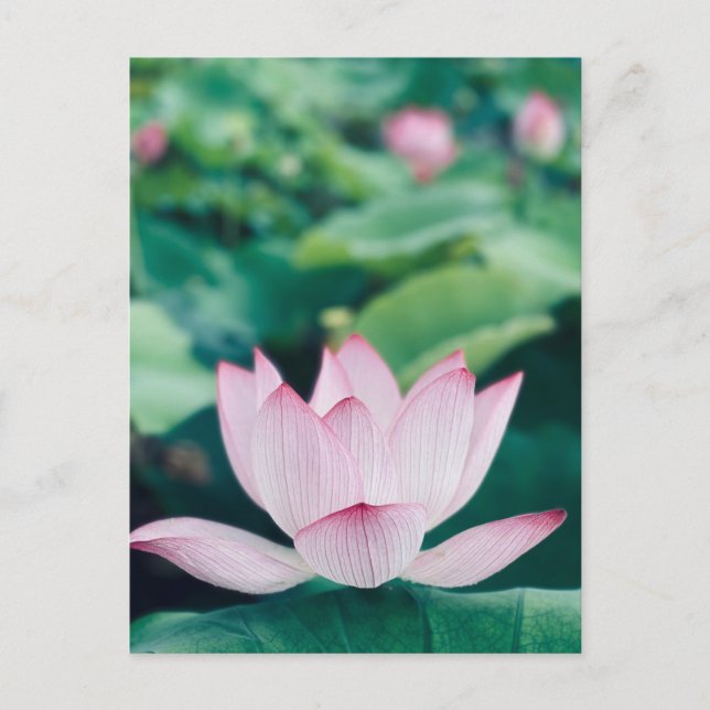 Cartão Postal Flor de Lotus (Frente)