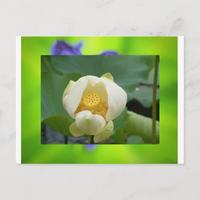 Cartão Postal Flor de lótus (Frente)