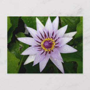 Cartão Postal Flor de Lotus