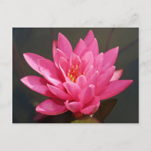 Cartão Postal flor de lótus