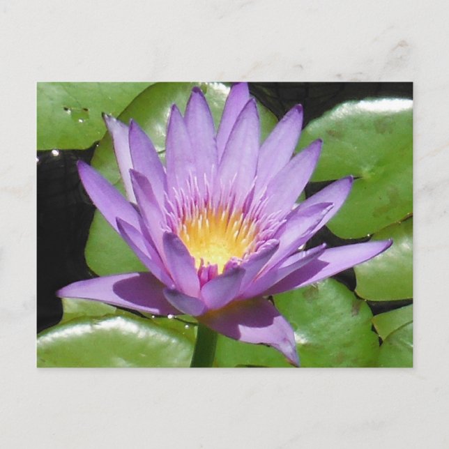 Cartão Postal Flor de Lotus (Frente)