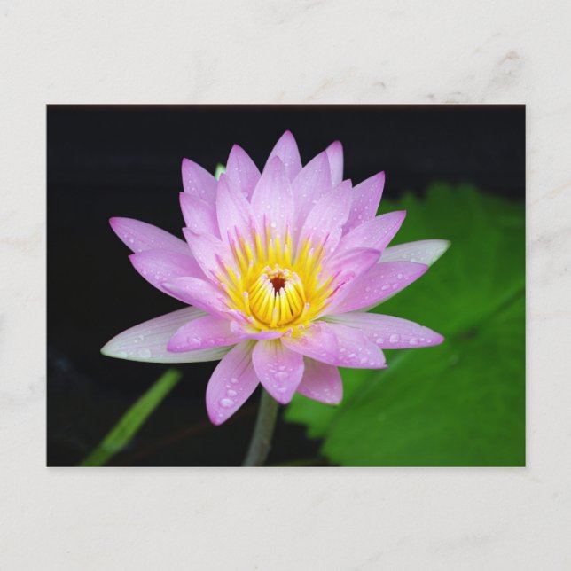 Cartão Postal Flor de Lotus (Frente)
