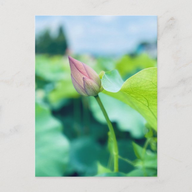 Cartão Postal Flor de Lotus (Frente)