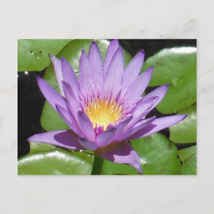Cartão Postal Flor de Lotus