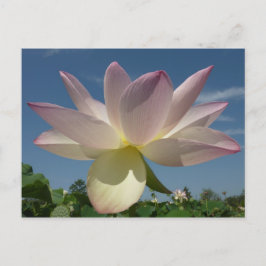 Cartão Postal Flor de Lótus e Céu Azul II