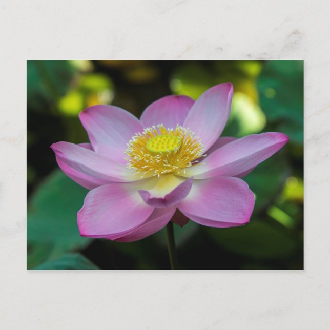 Cartão Postal Flor de lótus em flor, Indonésia (Frente)