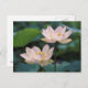 Cartão Postal Flor de lótus em floração, China (Frente/Verso)