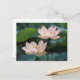Cartão Postal Flor de lótus em floração, China (Frente/Verso In Situ)