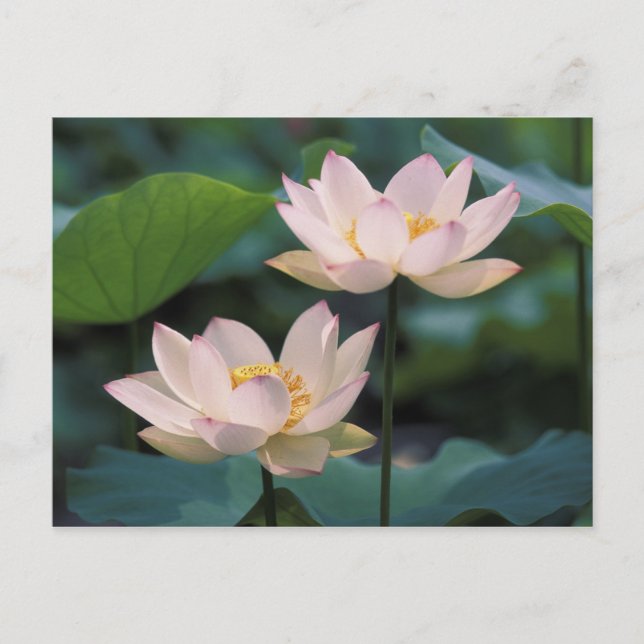 Cartão Postal Flor de lótus em floração, China (Frente)