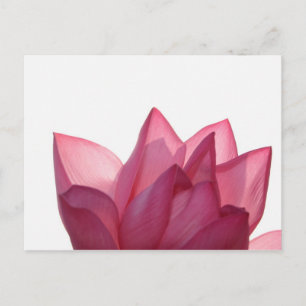 Cartão Postal flor de lótus [Nelumbio speciosum] em plena