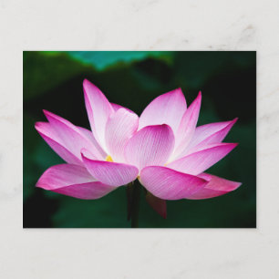 Cartão Postal Flor de Lotus Rosa