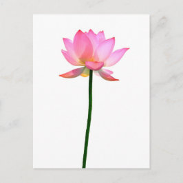 Cartão Postal Flor de Lotus Rosa