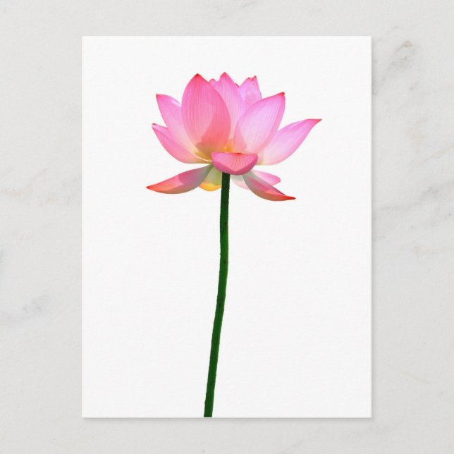 Cartão Postal Flor de Lotus Rosa (Frente)
