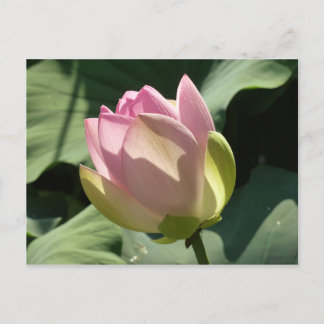 Cartão Postal Flor de Lotus Rosa Brilhante Verão