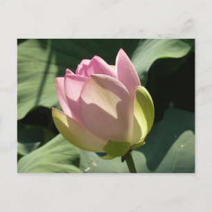 Cartão Postal Flor de Lotus Rosa Brilhante Verão