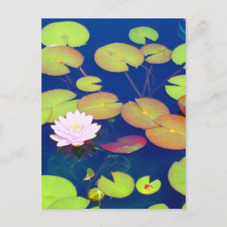 Cartão Postal Flor de Lotus rosa flutuando com almofadas de líri
