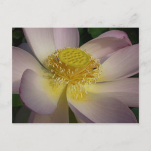 Cartão Postal Flor de Lotus Rosa I Verão Floral
