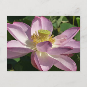 Cartão Postal Flor de Lotus Rosa II Verão Floral