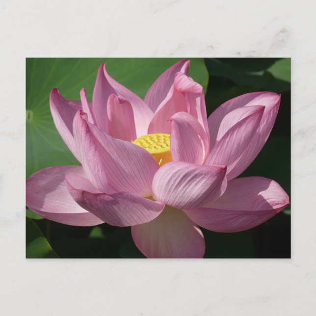Cartão Postal Flor de Lotus Rosa IV (Frente)