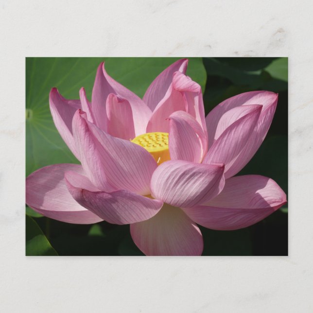 Cartão Postal Flor de Lotus Rosa IV (Frente)