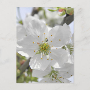 Cartão Postal Flor de Maçã