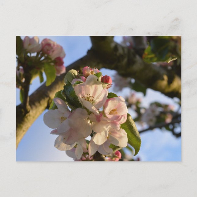 Cartão Postal Flor de Maçã (Frente)