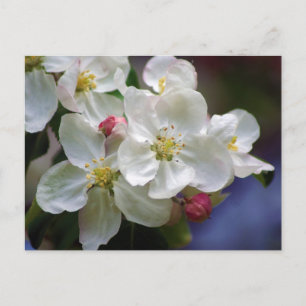 Cartão Postal Flor de Maçã