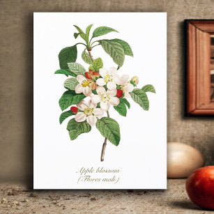Cartão Postal Flor de Maçã Botânica Elegante