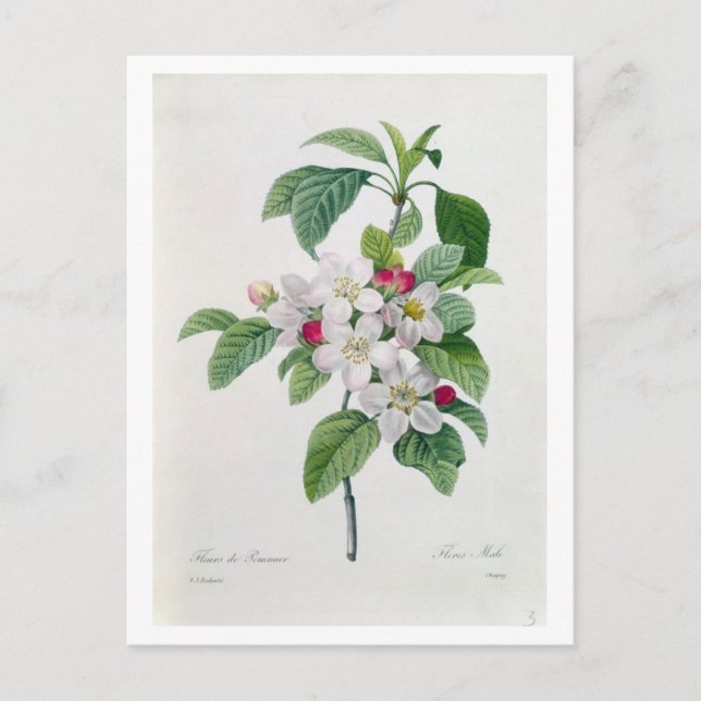 Cartão Postal Flor de Maçã, de "Les Choix des Plus Belles" (Frente)