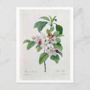 Cartão Postal Flor de Maçã, de "Les Choix des Plus Belles"