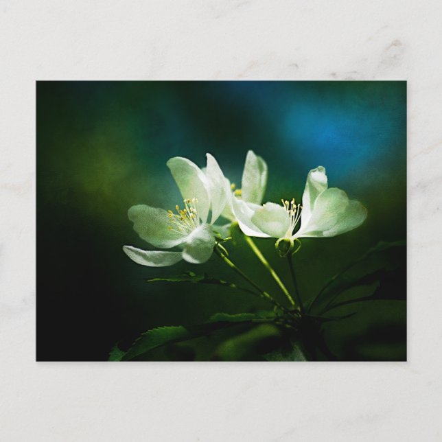 Cartão Postal Flor de Maçã - Duas Flores (Frente)