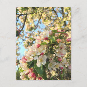 Cartão Postal Flor de Maçã Sol