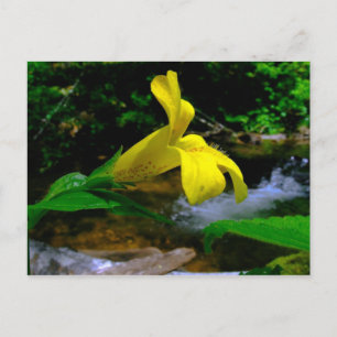 Cartão Postal Flor de Macaco 01
