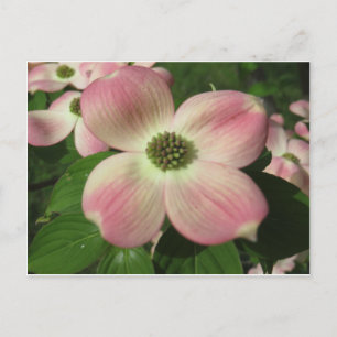 Cartão Postal Flor de madeira
