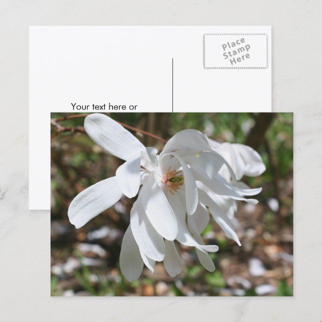 Cartão Postal Flor de Magnólia Branca Personalizada (Frente/Verso)
