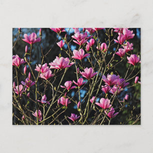 Cartão Postal Flor de Magnólia Rosa