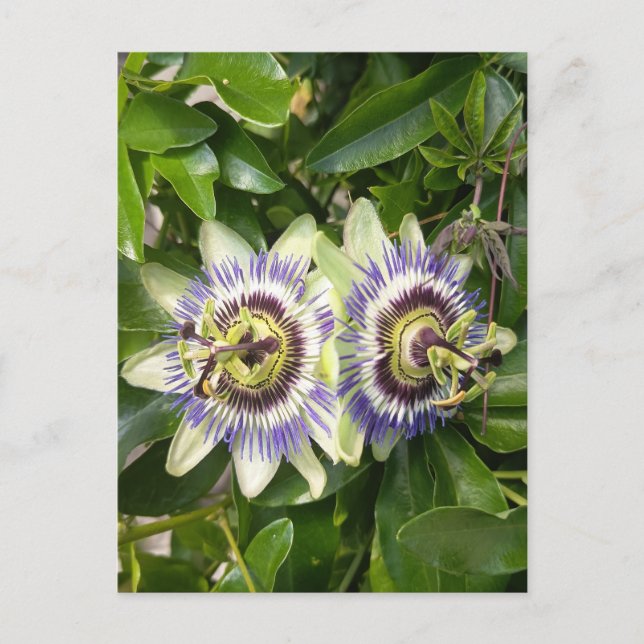 Cartão Postal Flor de Maracujá Roxa (Frente)