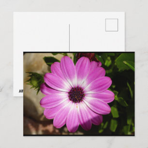 Cartão Postal Flor de Margarida Africana Roxa