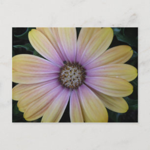 Cartão Postal Flor de margarida amarela e púrpura