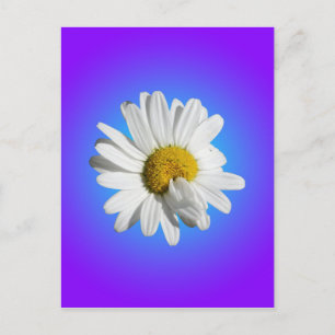 Cartão Postal Flor de Margarida Branca Gradiente Azul Roxo