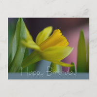 Flor de narciso amarela CC0742 Parabéns